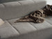 Daybe sofa bed