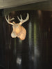 Moo wall lamp